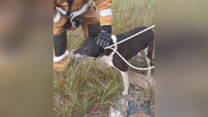 В Лодейном Поле спасатели взвалили из колодца собаку