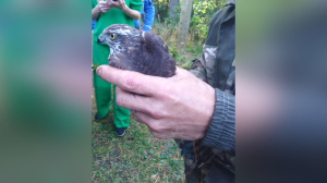 В Ленобласти в ветках дерева застрял редкий ястреб-перепелятник: спасатели вызволили птицу