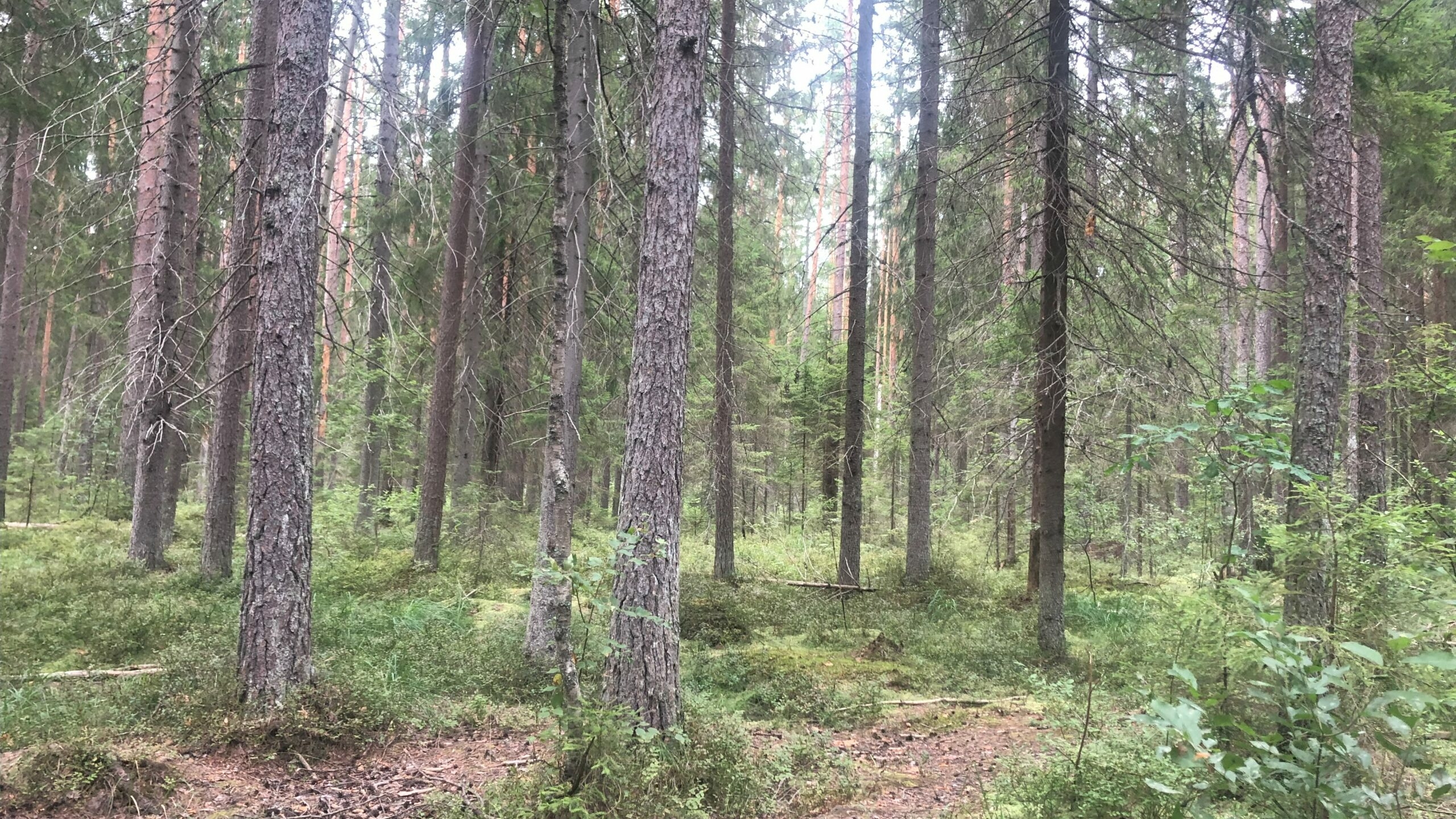 «Газпром» готовится законно вырубить два десятка гектаров соснового леса в Петербурге