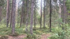 Прокуратура в суде защищает лес Петербурга от произвола чиновников