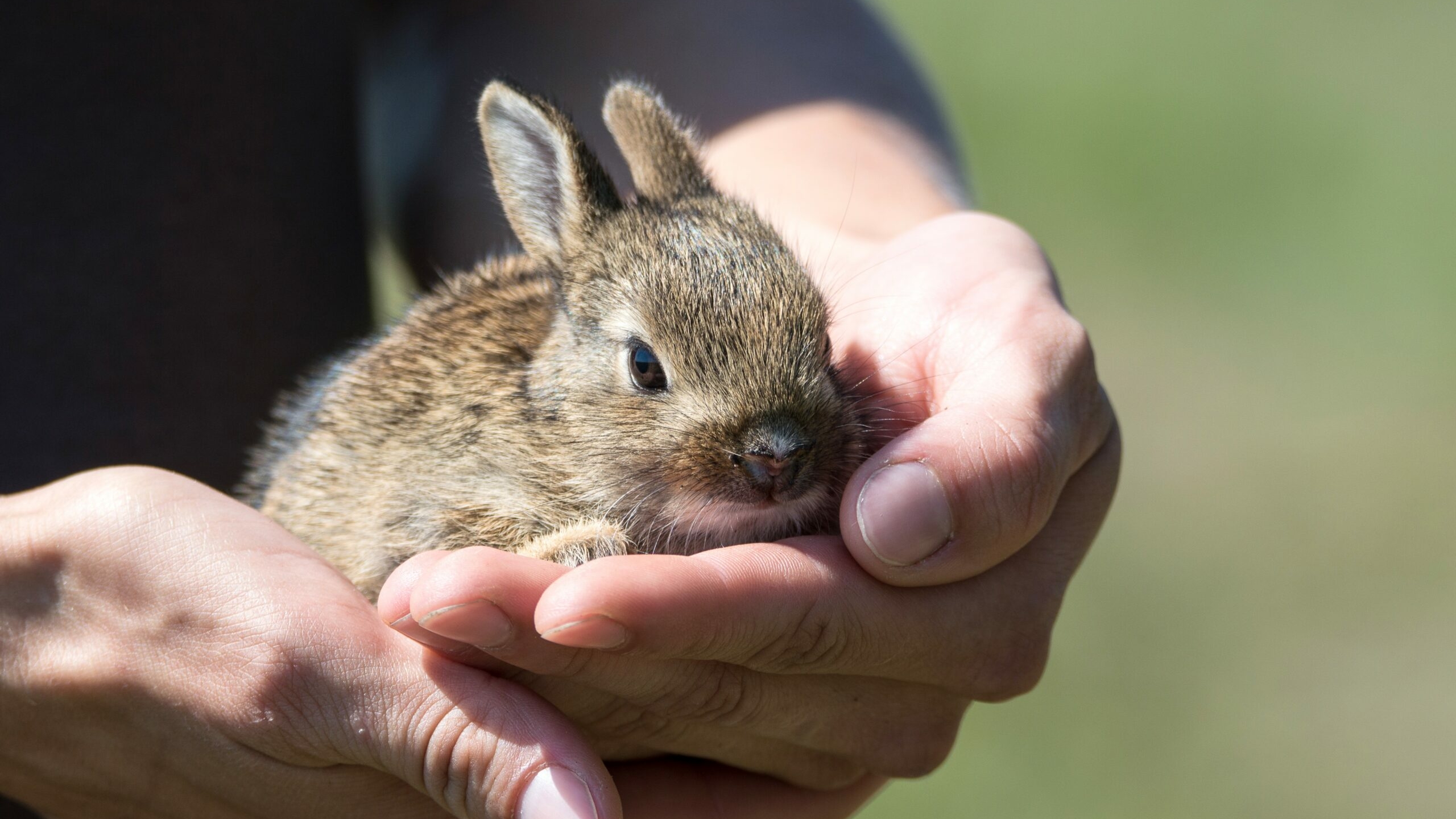 Ученые из Сочи выяснили, что вирус кроликов убивает рак человека