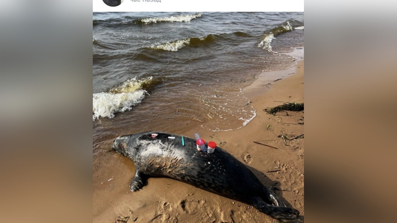 На побережье Курортного района находят погибших тюленей: специалисты изучают причины смерти