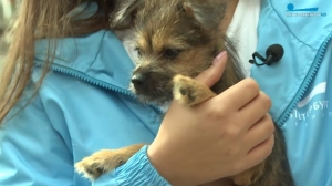 Петербурженка приютила выброшенного на помойку щенка