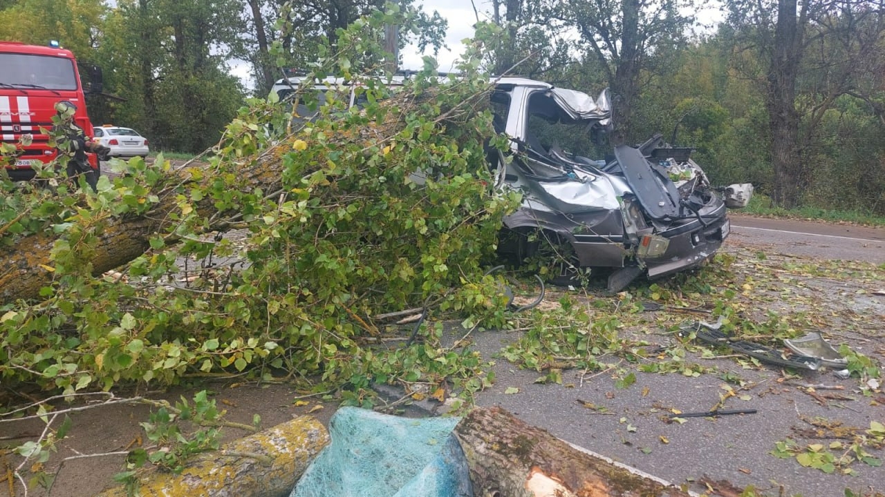 Под Гатчиной водитель мини-фургона насмерть разбился из-за столкновения с деревом