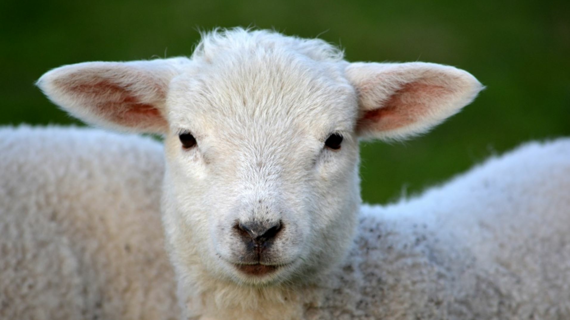 Умер британский ученый, клонировавший овцу Долли