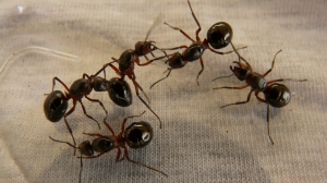 В Италии обнаружили один из самых опасных видов муравьев