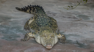 В Австралии крокодил собрался отобедать средним пальцем сотрудника зоопарка