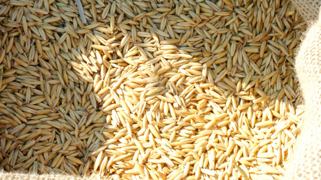Россия и Китай подписали контракт на 25,7 млрд долларов и согласовали поставку зерновых