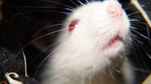 Исследователи научили крыс ходить с помощью силы мысли
