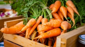 Садовод из Ленобласти вырастил огромную морковь, попавшую в книгу рекордов Гиннесса