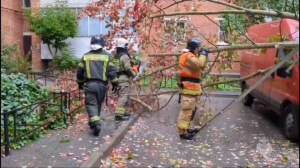 Поваленные деревья и разбитые авто: с последствиями непогоды в Петербурге боролось МЧС