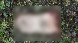 В Ленобласти на трассе нашли расчленные останки неизвестного мужчины