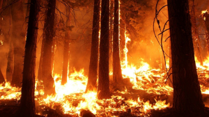 В Аргентине из-за любителя кофе уже вторые сутки тушат страшный лесной пожар