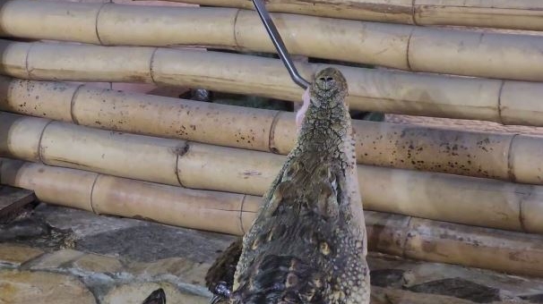 В Ленинградском зоопарке показали процесс кормления крокодила Тотоши