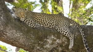 В Приморье самка краснокнижного леопарда покорила зоологов фотогеничностью
