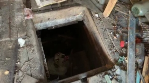 Под Петербургом спасатели вытащили из подвала “заброшки” бездомную собаку