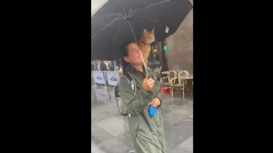 В Ливерпуле рыжий кот прогуливался под зонтом