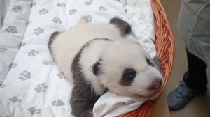 В Московском зоопарке малышка-панда впервые открыла глазки