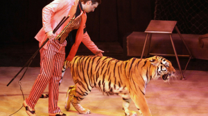 «Решили хайпануть»: Запашные прокомментировали избиение тигра во время репетиции и новый законопроект