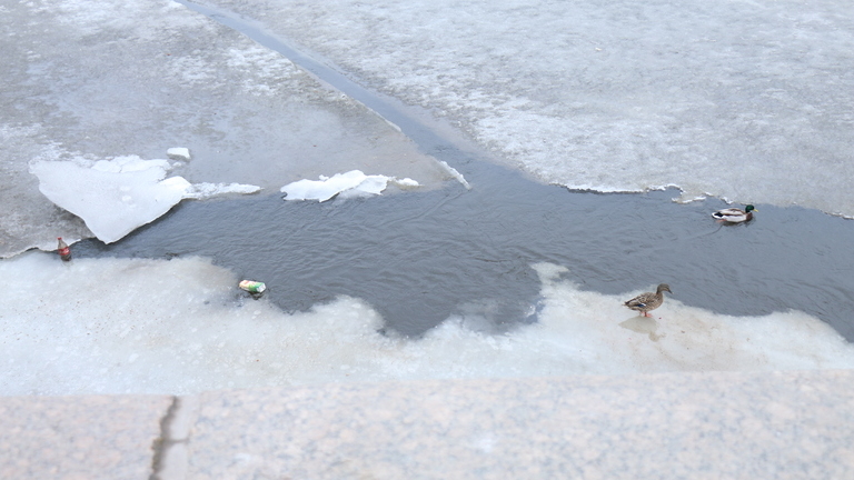 В Петербурге начал появляться лед, на которой запретили наступать