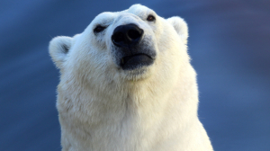 В Петербурге свое семилетие празднует белая медведица Хаарчаана