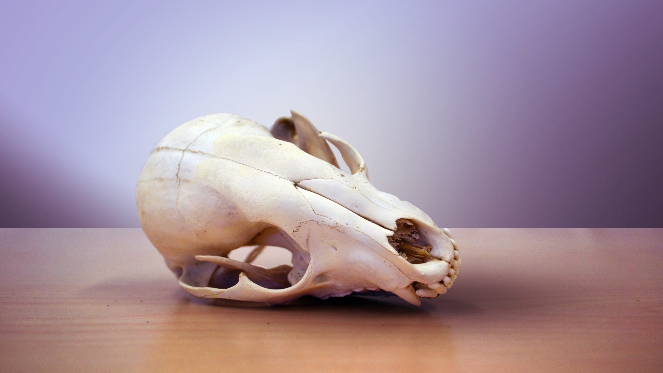 На язык: российские ученые рассказали о специфическом способе определения возраста костей