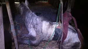 В Ленобласти спасатели помогли коню встать на ноги после травмы