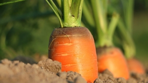 Петербуржец попал в Книгу рекордов Гиннеса, вырастив самую большую морковку в России