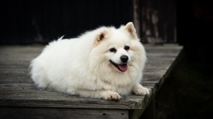 Петербуржцам рассказали, нужно ли защищать собак от блох зимой