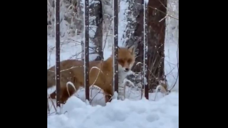 Хитрая лисичка пришла сдаваться в петербургский суд