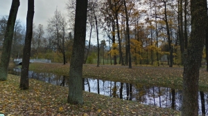 Музей «заказал» деревья: в Царском Селе ищут лесорубов для очистки Александровского парка