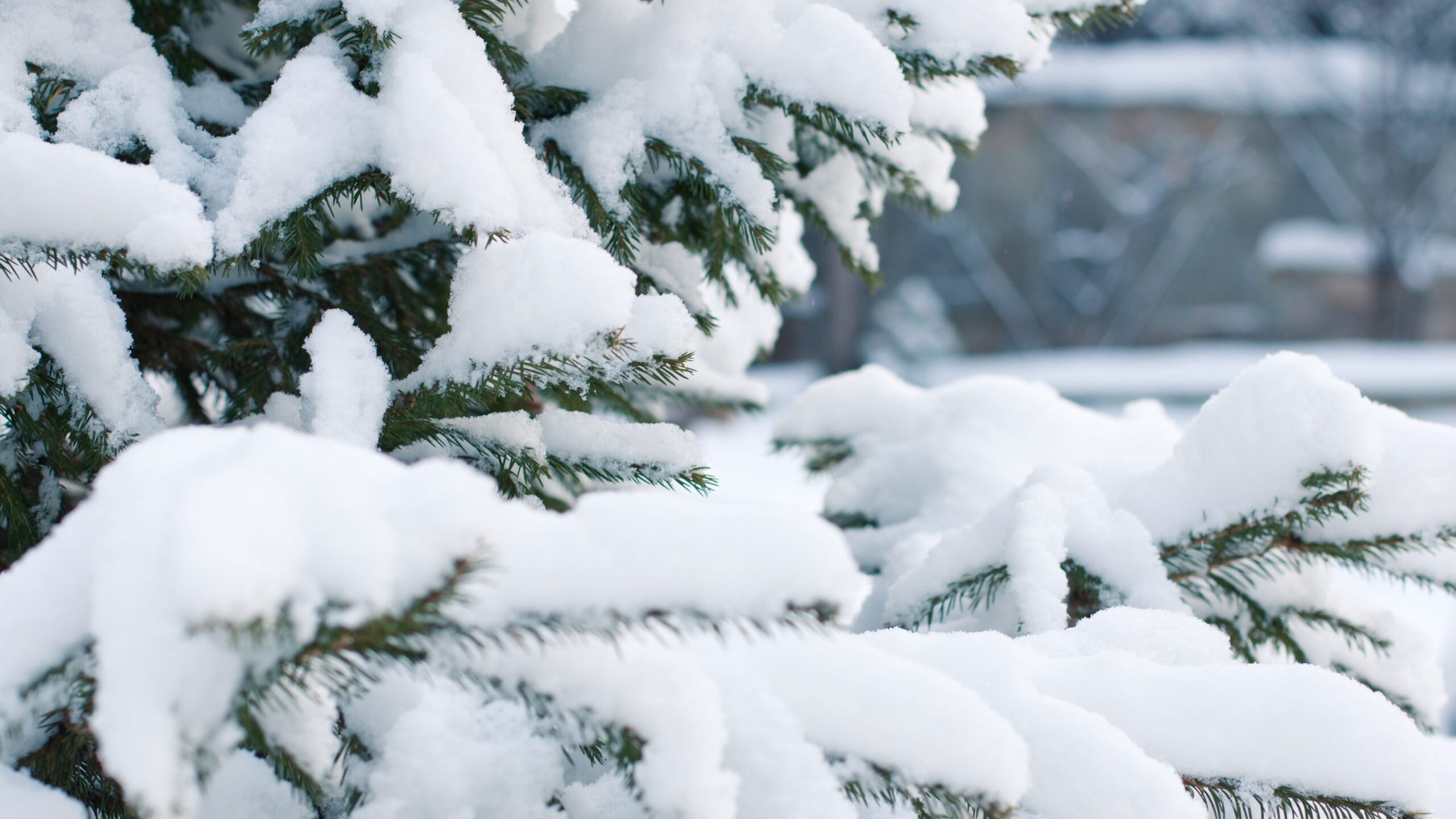 С декабря жители Петербурга и Ленобласти могут бесплатно получить новогоднюю елку