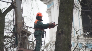 Старыми деревьями в Александровском парке Царского Села займется опытный дровосек
