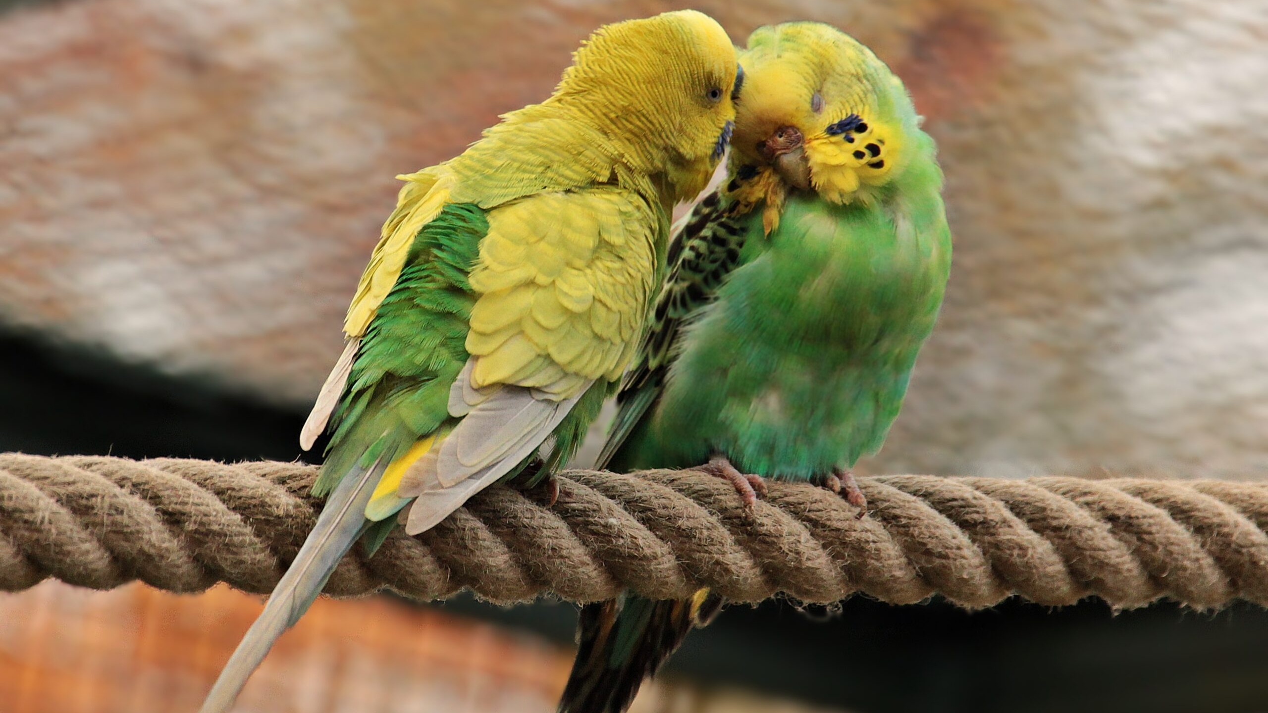 Петербуржцам показали отдых волнистых попугаев в кругу семьи