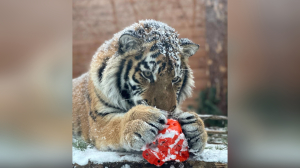 Ленинградский зоопарк показал тигренка Зевса, играющего в снегу