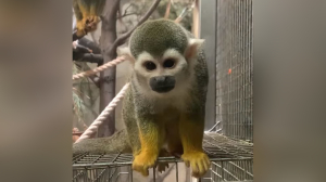 В Ленинградском зоопарке показали, как и чем питаются обезьянки саймири