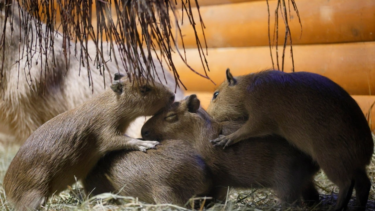 Ленинградский зоопарк показал четверых капибарят, пока они совсем не выросли