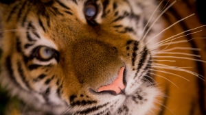 В Ленинградском зоопарке показали, как подрос тигренок Зевс