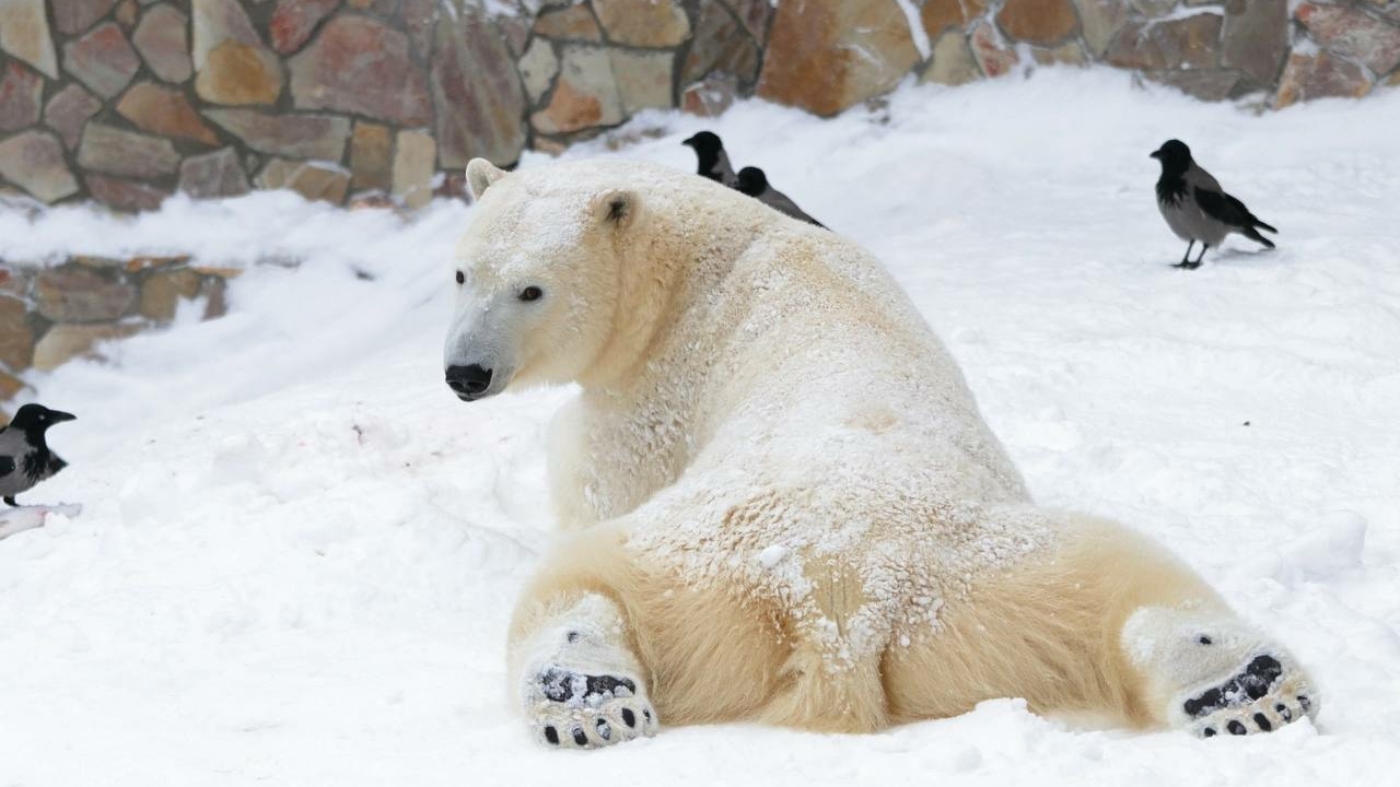 Даже у животных чистят: в Петербурге нашли тех, кто доволен уборкой снега