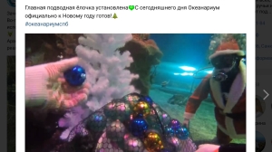 Добрались до рыб: в Петербурге установили елку под водой