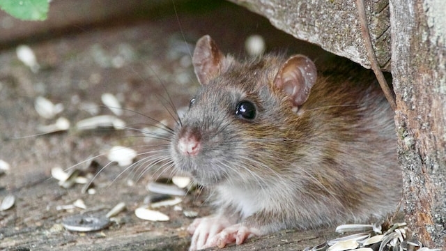 В клубе «Мутабор» нашли следы обитания крыс после вечеринки Насти Ивлеевой