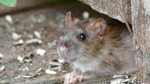 Петербургские депутаты сэкономили больше 200 тысяч на отлове крыс в своих рядах