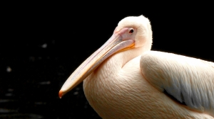 Задиры Рута и Брут: Ленинградский зоопарк показал хулиганистых пеликанов