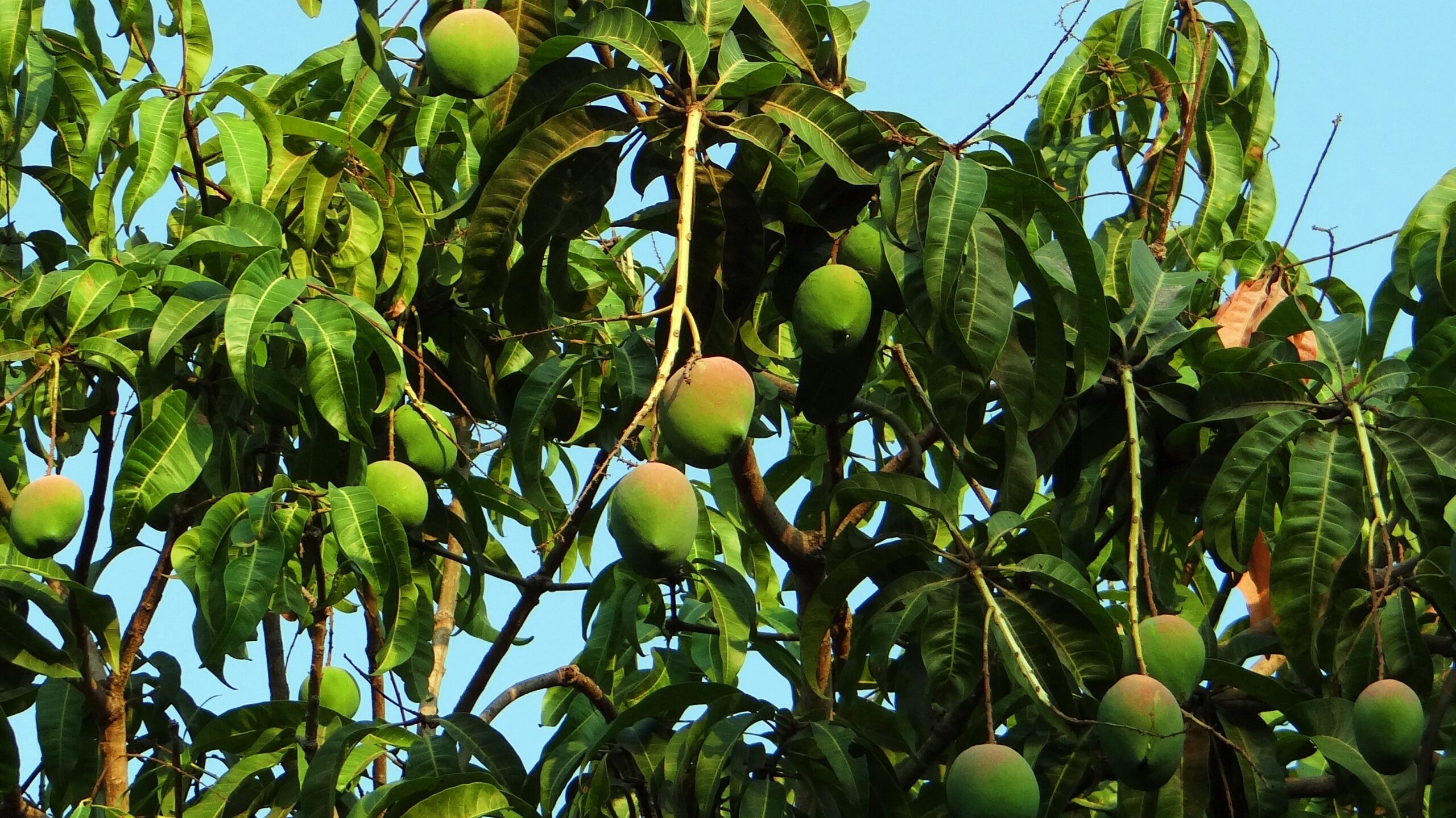 Ученые нашли в манго природное лекарство от рака кишечника