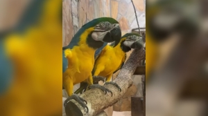 В Ленинградском зоопарке рассказали про чересчур любопытных сине-желтых ар
