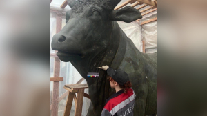 В Петербурге показали, как проходит реставрация скульптур Быки