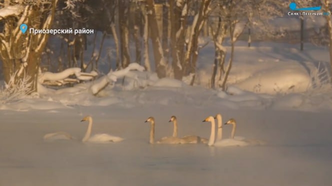 «Это удивительное явление»: биолог оценил появление лебедей-кликунов в центре Приозерска