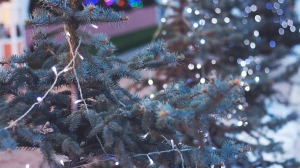 Петербуржцы смогут сдать новогоднюю елку в утиль до конца января