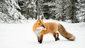 Орут как люди: по лесам Петербурга и Ленобласти бегают возбужденные лисицы