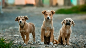 «Застрелили щенка в упор»: под Курском жестоко расправились с бездомной собакой «ради губернатора»